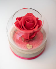 Rose rose béton