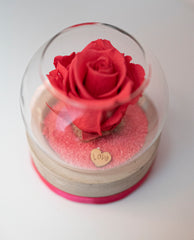 Rose rose béton