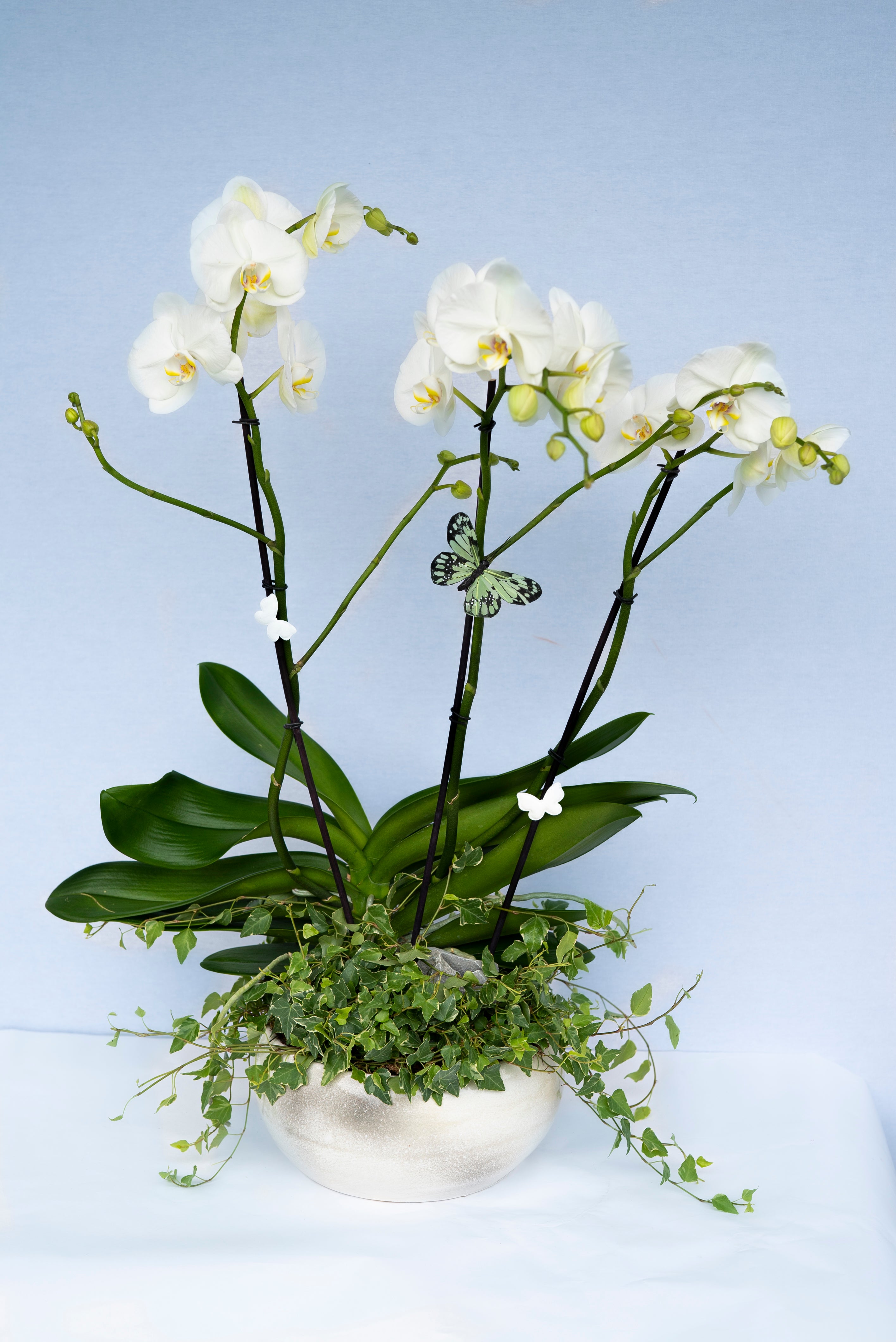 Majestueuse Orchidée Blanche