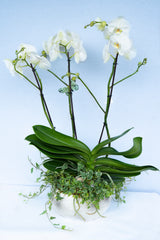 Majestueuse Orchidée Blanche